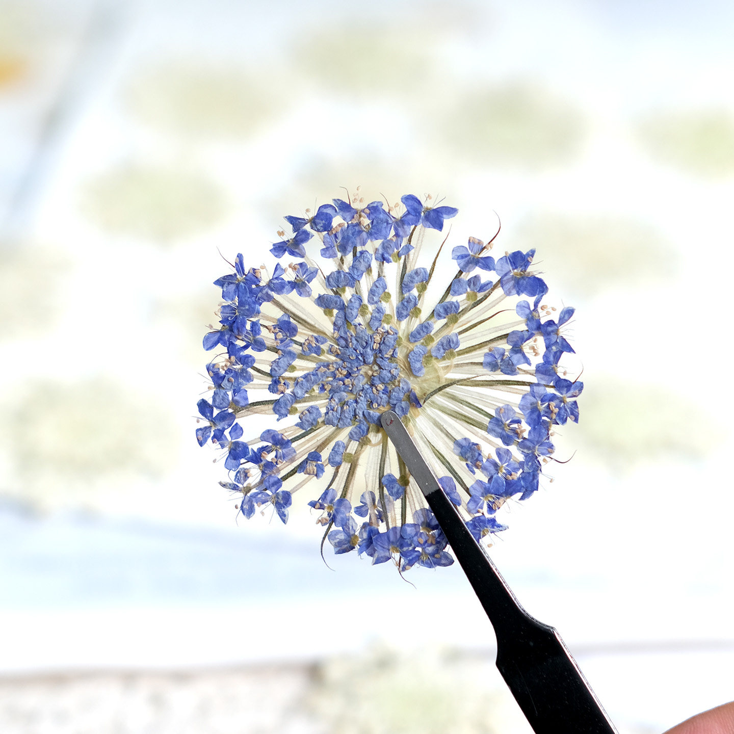 12 Pezzi di Fiori di Perle di  - Dried Flower Bookmark recensione e prezzo